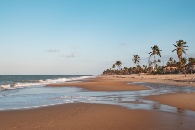Beautiful view of palm trees on the beach in Northern Brazil, Ceara, Fortaleza/Cumbuco/Parnaiba