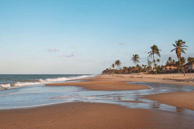 Прекрасный вид на пальмы на пляже в Северной Бразилии, Сеара, Форталеза / Кумбуко / Парнаиба