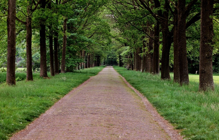 Free Photo beautiful view of a path surrounded by green trees in a park