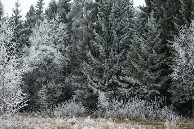 Foto gratuita bella vista di una foresta di pini ricoperta di brina a mysen, norvegia