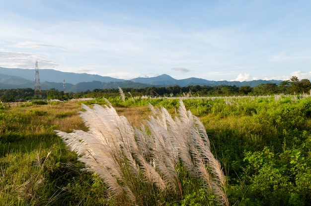 Beautiful view of plants growing in the meadow with mountains on the background
