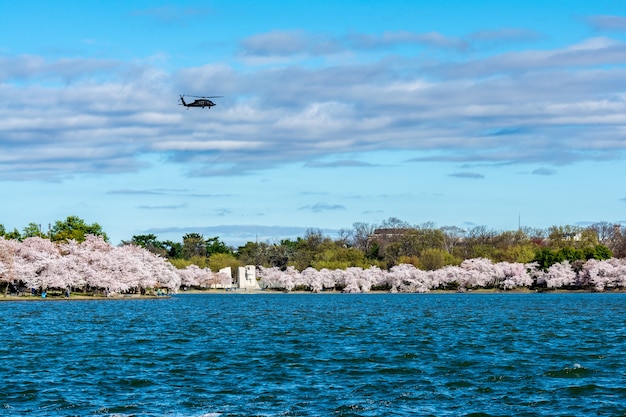 青い空の下でキャプチャされた米国ワシントンDCの大統領公園の美しい景色