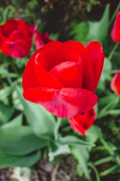 정원에서 빨간 튤립 꽃의 아름 다운보기