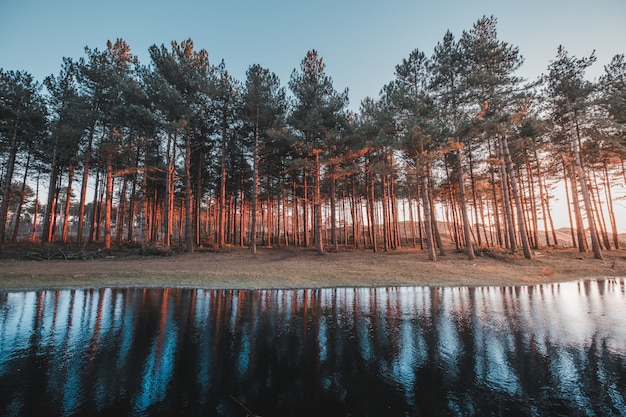 オランダ、オーストカペレで撮影された湖の木々の反射の美しい景色
