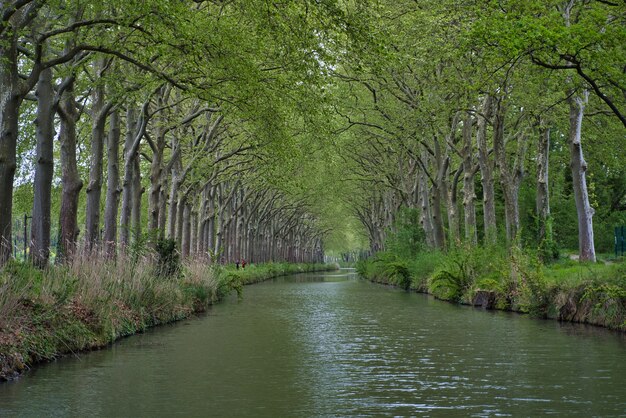 Beautiful view of the river flowing through green woods