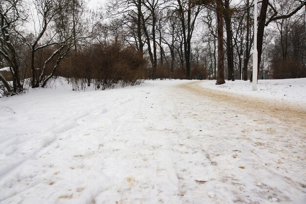 공원의 도로와 겨울 날에 눈이 덮인 나무의 아름다운 전망