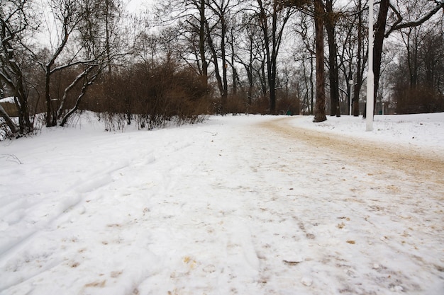 公園の道と冬の日に雪に覆われた木々の美しい景色