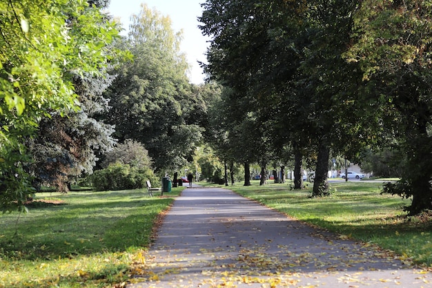 Beautiful view of a sidewalk surrounded by tall trees on grass covered fields