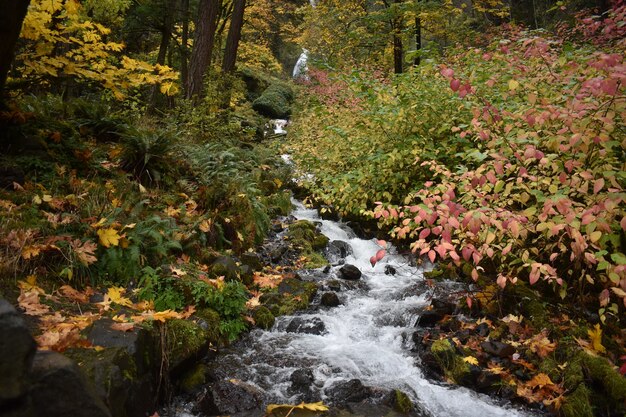 Beautiful view of a small waterfall cascading with fall plants around it in Portland, Oregon