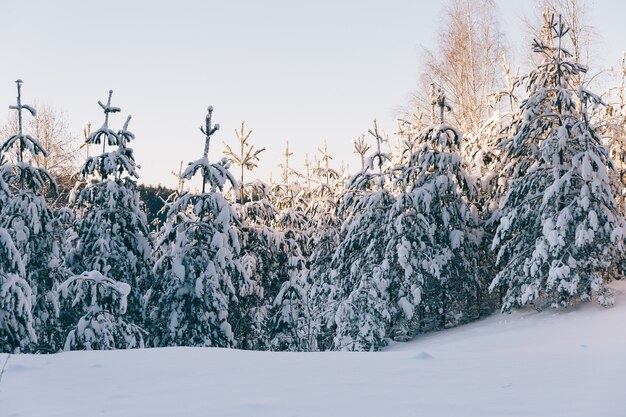 Beautiful view of the snow covered trees on a hill completely covered in snow