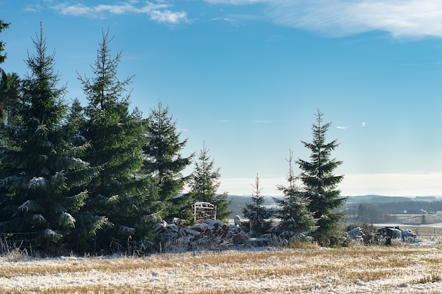 노르웨이의 겨울에 가문비 나무 나무의 아름다운 전망