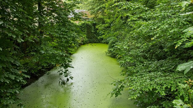 木々や植物に囲まれた池の静水の美しい景色