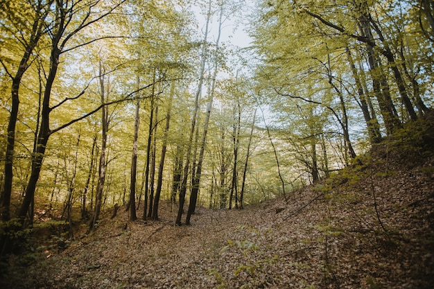 日光の下で森の中の背の高い木の美しい景色