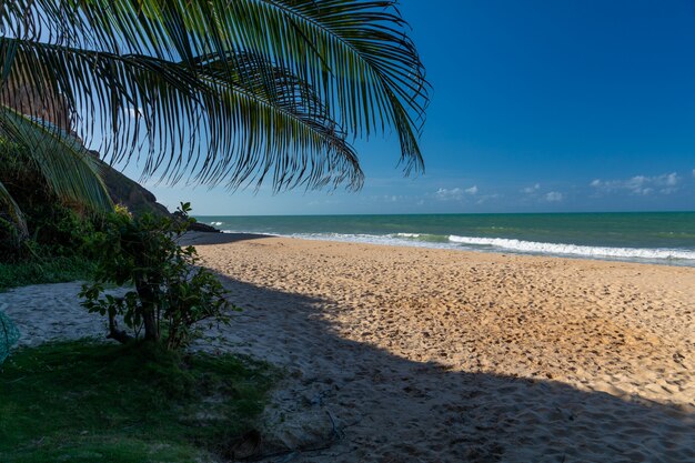 Beautiful view of a tree on the sandy beach by the calm ocean captured in Pipa, Brazil