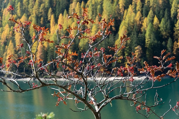 赤い葉、湖、森のある木の美しい景色