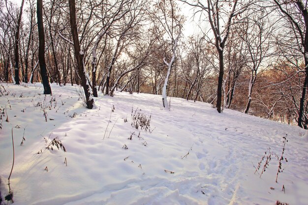 러시아에서 캡처 한 눈으로 덮여 필드에 나무의 아름다운 전망