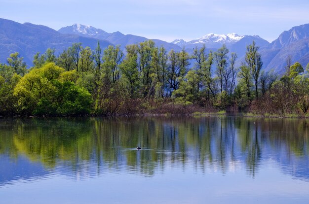 스위스 티치노(Ticino)의 산이 있는 마조레 호수(Lake Maggiore)에 반사된 나무의 아름다운 전망