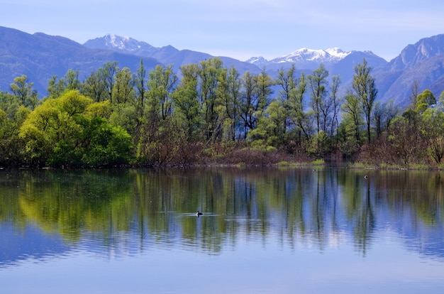 スイス、ティチーノ州の山とマッジョーレ湖に映る木の美しい景色