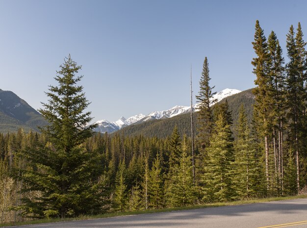 캐나다의 배경에 나무와 록키 산맥의 아름다운 전망