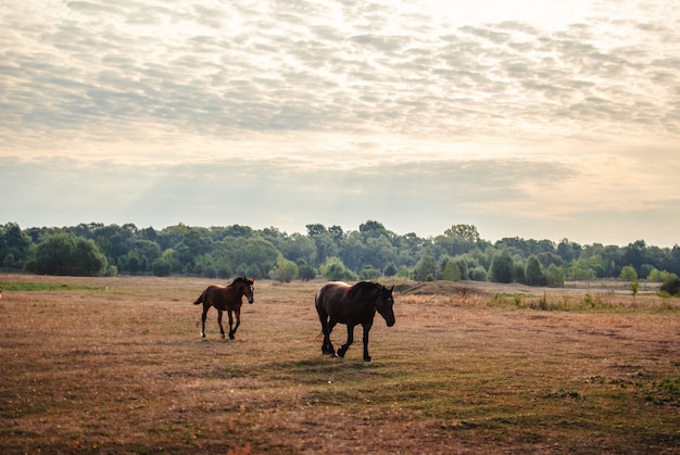 Beautiful view of two black horses running on a field under the cloudy sky