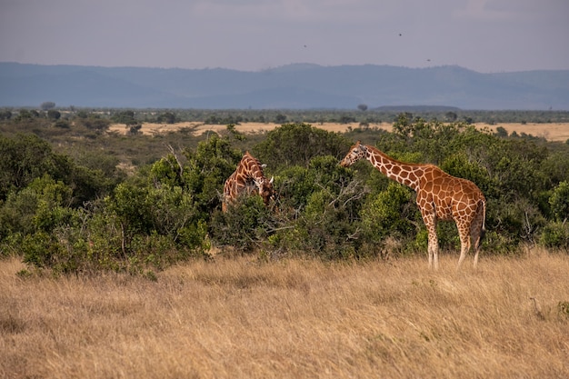 Ol Pejeta, 케냐의 나무에 의해 방목하는 두 기린의 아름다운 전망