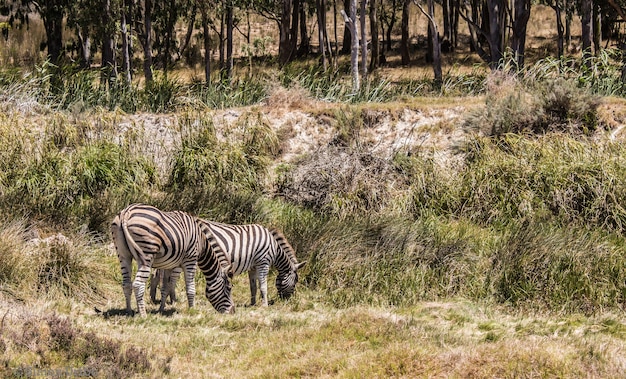 Beautiful view of two zebras grazing in a pasture