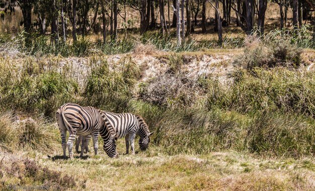 Beautiful view of two zebras grazing in a pasture