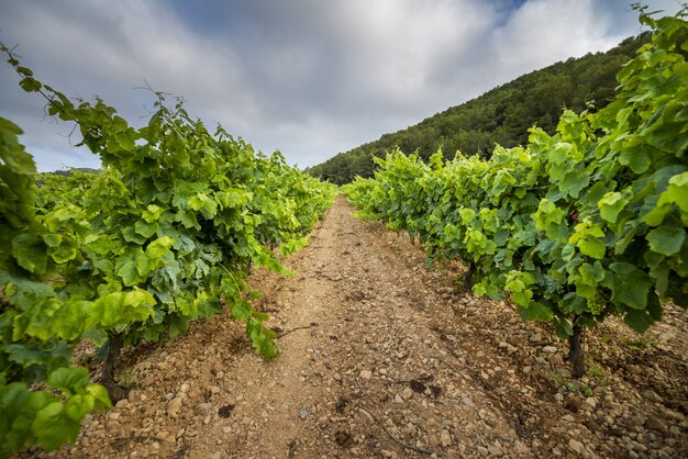 Beautiful view of a vineyard on a cloudy day