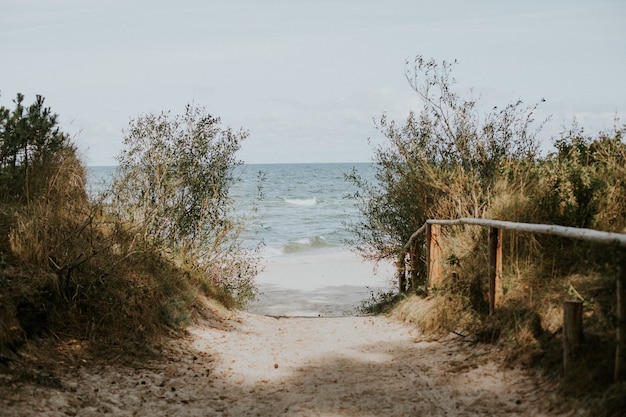 Bella vista di una passerella per la spiaggia attraverso il verde