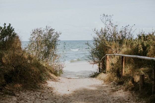 Beautiful view of a walkway to the beach through the greenery