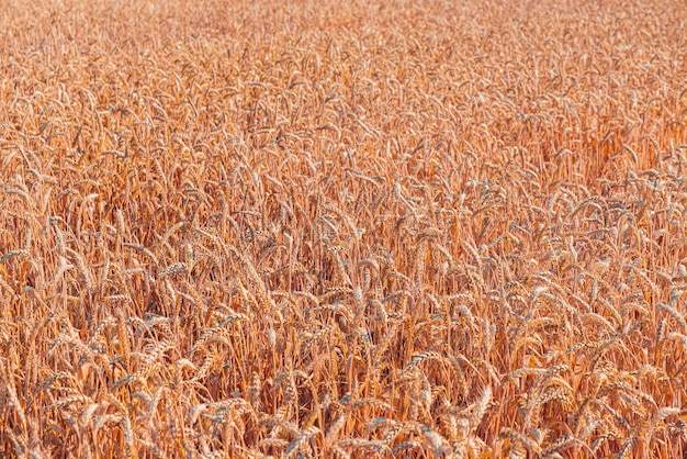Beautiful view of a wheat field