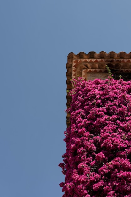 Foto gratuita bella vista con fiori sull'edificio