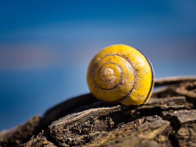 Free photo beautiful view of a yellow cochlea on a wooden surface