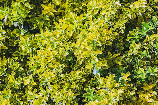 植物の黄緑色の葉の美しい景色