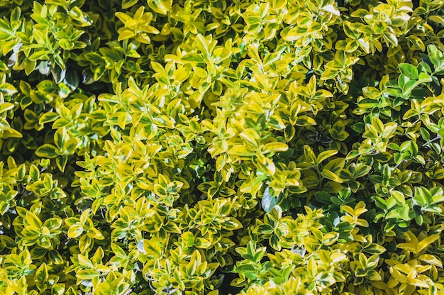 Прекрасный вид на желто-зеленые листья растения