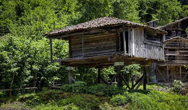 스위스에서 캡처 한 숲의 나무 사이 아름다운 마을 집