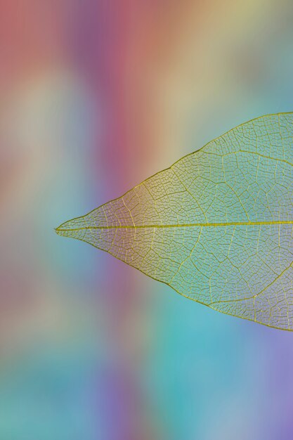 Beautiful vivid transparent fall leaf