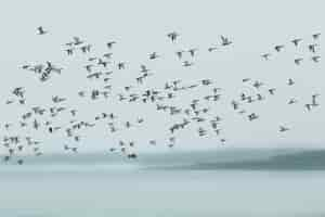 Free photo beautiful water birds in mangroves of sundarban national park