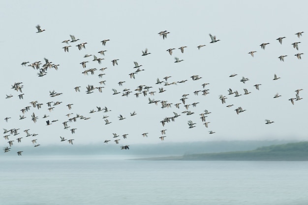 beautiful water birds in mangroves of sundarban national park