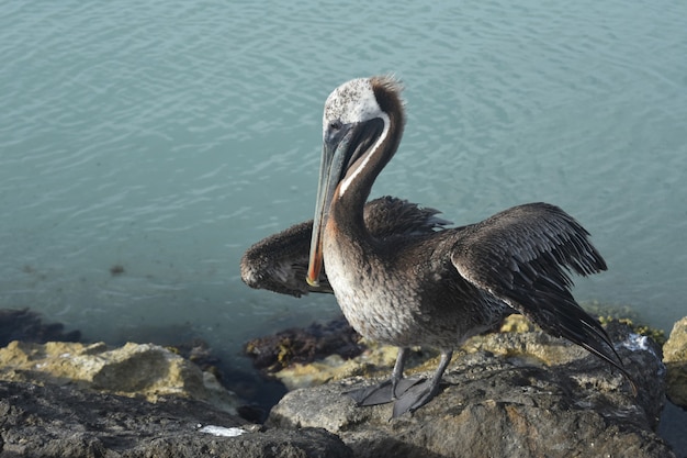 Beautiful water fowl resting on the coast of aruba