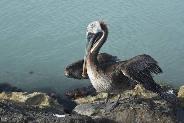 Красивые водоплавающие птицы отдыхают на побережье арубы