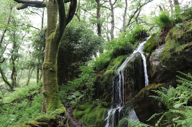 森の中の美しい滝の小川