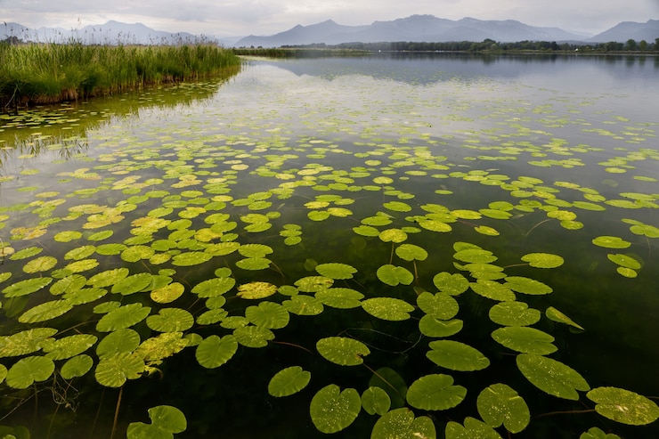 免費 Photo 美麗的水葉漂浮在池上,背景是山脈