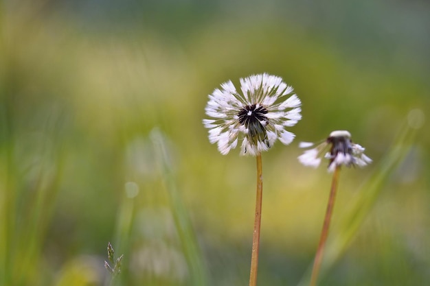 Beautiful wet dandelion morning in grass with dew Blurred natural green background