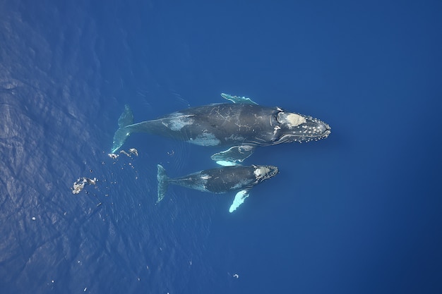 Free photo beautiful whale crossing the ocean