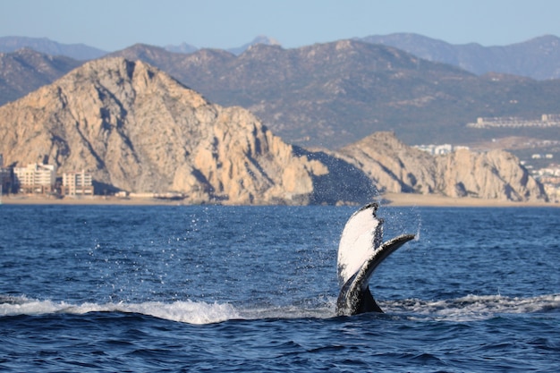 Free photo beautiful whale tail in blue body of water with mountain