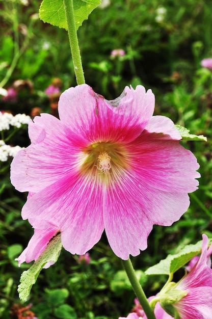 Красивый бело-розовый цветок. крупный план цветка. цветок на размытом фоне. Premium Фотографии