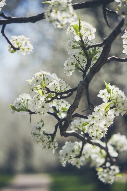 春の初めの間に木の枝に美しい白いリンゴの花の芽