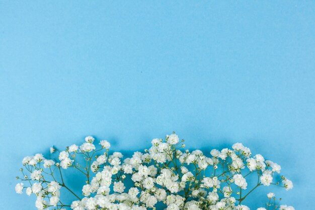 파란색 배경으로 배열 된 아름 다운 하얀 아기의 숨 결 꽃