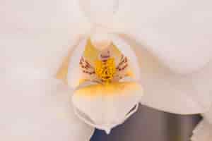 Бесплатное фото Красивое белое цветение с желтым пестиком